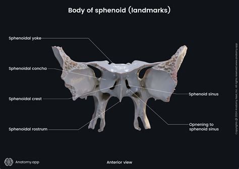 Body Of Sphenoid And Sella Turcica