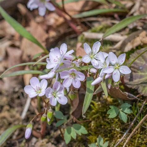 Claytonia Virginica