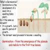 what is germination ? - Brainly.in