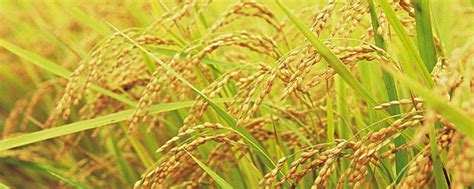 【稻亦有道】水稻的一生 - “稻”亦有道 - 新农资360网|土壤改良|果树种植|蔬菜种植|种植示范田|品牌展播|农资微专栏