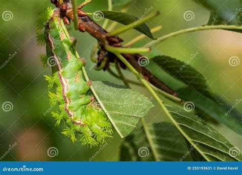 Io Moth Caterpillar - Automeris Io Stock Image - Image of automeris ...