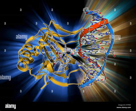 DNA repair enzyme. Molecular model of the DNA (deoxyribonucleic acid ...