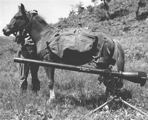 Sergeant Reckless: The Artillery Horse That Braved Enemy Fire In Korea ...