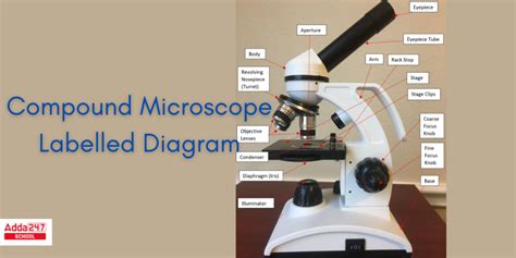 Image result for Simple Microscope and Compound
