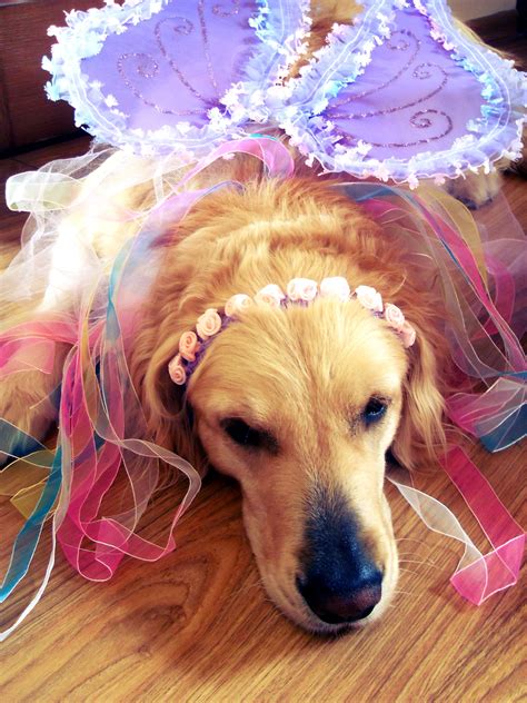 costume. Golden retriever | Golden retriever dog costume, Golden ...
