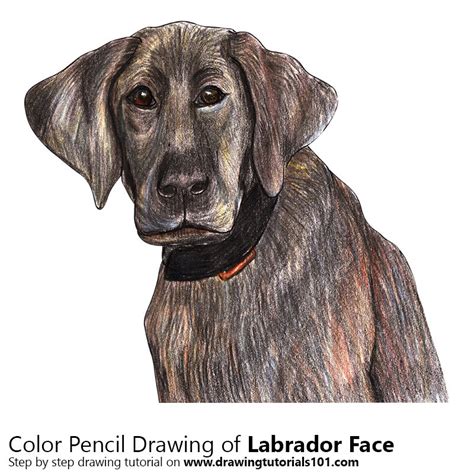 Image result for Labrador Drawing Tutorial