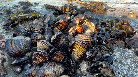 FDA issues warning about paralytic shellfish poisoning: What to know.