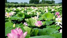 dei fiori meravigliosa fioritura dei fiori di loto sul lago dei fiori meravigliosa fioritura dei fiori di loto sul lago