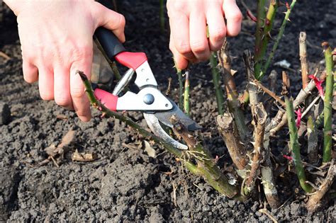 Rose Pruning Made Easy: Your Complete Guide to Stunning Flowers ...