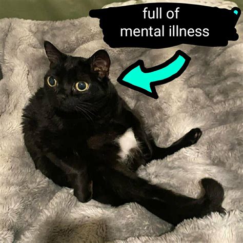 Full of Soup Cat: Image Gallery | Know Your Meme