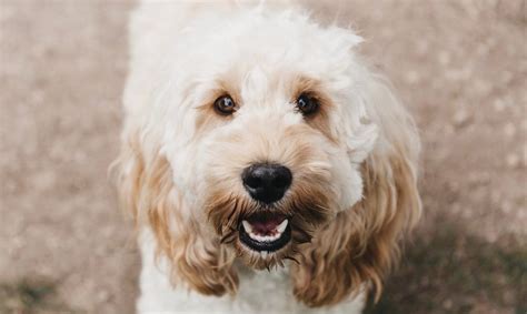Cockapoo Weight Chart 的图像结果