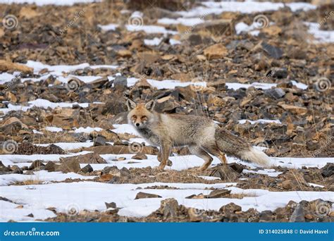 Red Fox - Vulpes Vulpes, Beautiful Popular Carnivores from Worldwide ...
