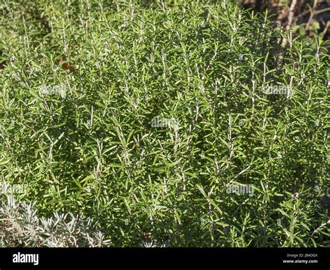 Rosemary Rosmarinus officinalis perennial herb with fragrant evergreen ...