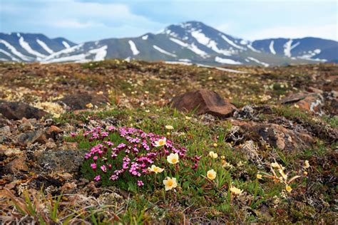 Arctic Tundra Vegetation
