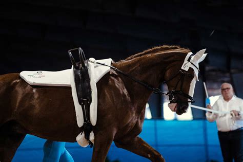 The Art of Lunging Your Horse