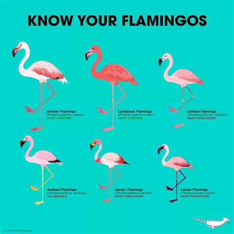 Species Of Flamingos