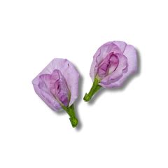 Grow Your Own Aparajita (Blue Pea Flower) | Soiled