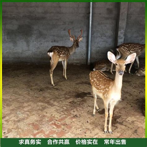 河北梅花鹿养殖场出售350只梅花鹿幼崽和成年鹿