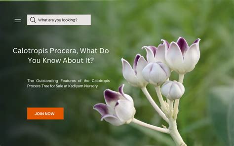 Calotropis Procera, What Do You Know About It? — Mahindra Nursery