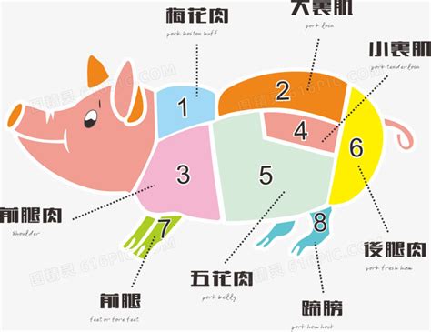 猪肉分割部位图展板CDR素材免费下载_红动中国