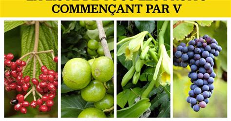 Fruits en V : 10 fruits rares et leurs bienfaits surprenants