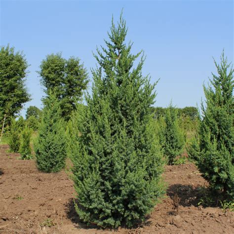 Juniperus x ‘JNBlue Select’ | Star Power Juniper - Doty Nurseries