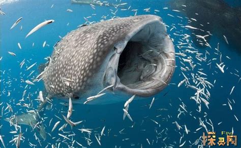 世界上体型最大的鱼，大到你无法想象 — 探灵网