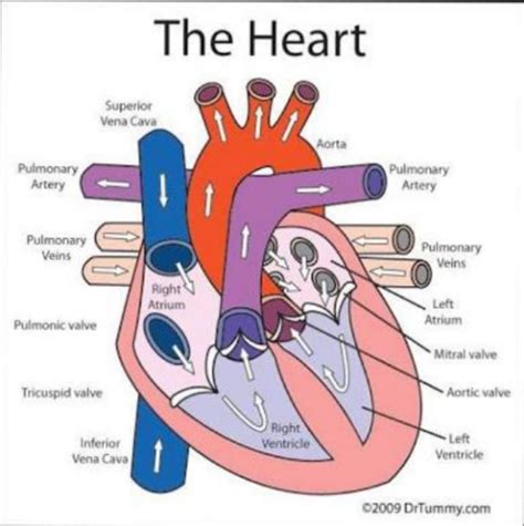 easy diagram heart class 10th - Brainly.in