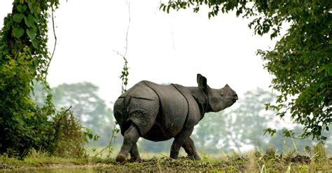 Kaziranga: One-horned rhino population in Assam national park rose by ...