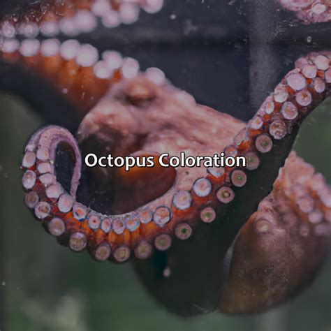 Image result for Octopus Colour