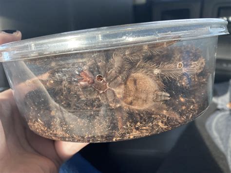 Salmon pink birdeater. : r/tarantulas
