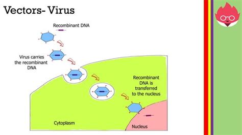 Image result for TG Genetic Modification