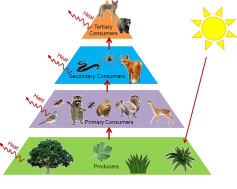Image result for Ecological Pyramids Explained