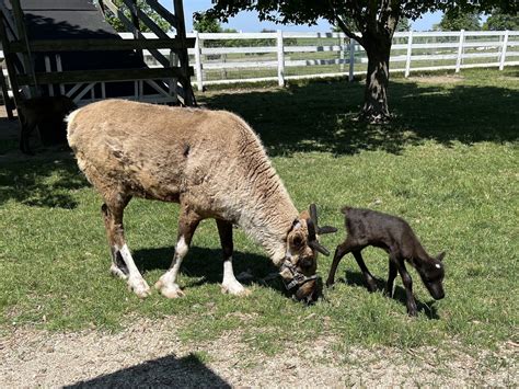 Hardy's Reindeer Ranch has some seriously cute baby reindeer right now ...