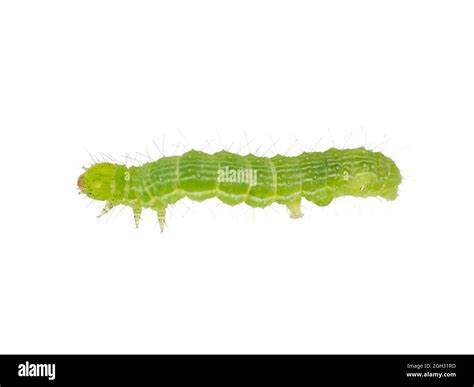 Cabbage moth caterpillar hi-res stock photography and images - Alamy