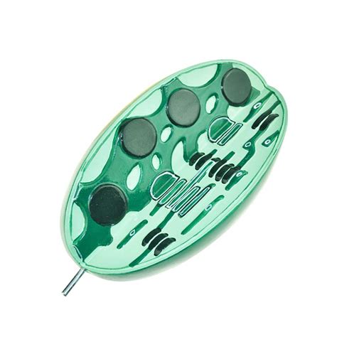 Buy FXQ Chloroplast Structure Model - Anatomical Microscopic ...