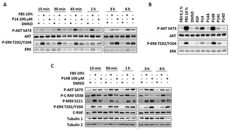 α4-α5 Helices on Surface of KRAS Can Accommodate Small Compounds That ...