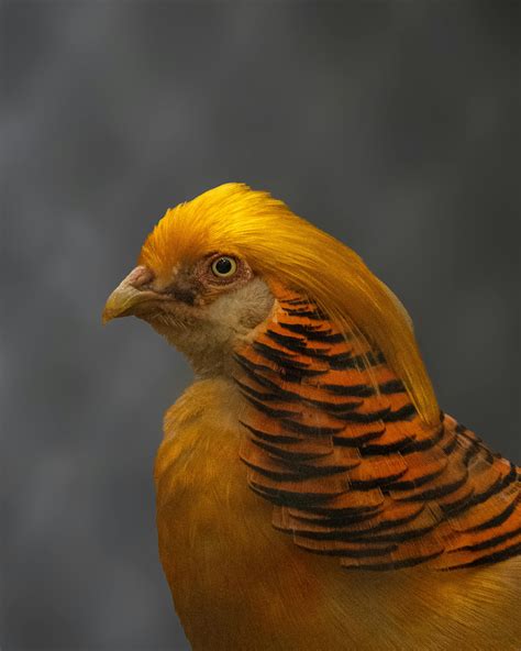 Golden Pheasant Bird · Free Stock Photo