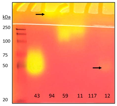 Zymography for Picogram Detection of Lipase and Esterase Activities