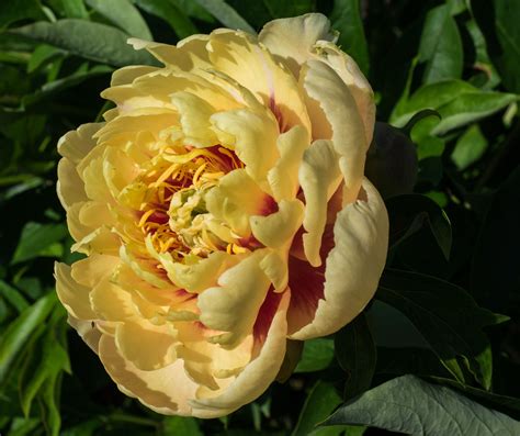 15 Beautiful Varieties of Peony