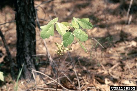 Toxicodendron Pubescens