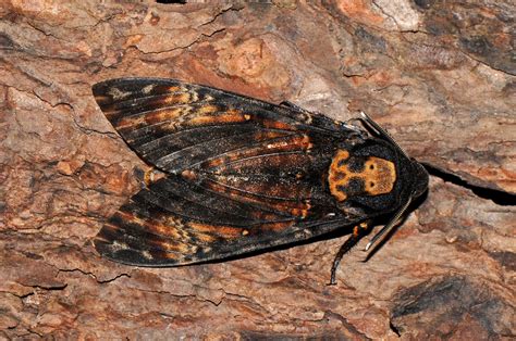 Details : Death's-head Hawkmoth - BirdGuides