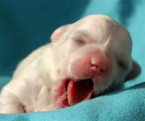 【狗语者说-116-】幼犬从出生到3个月的极致训练 - 知乎