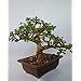 Green Paradise® Bonsai Jade Goodluck Tree 6 years old With Pot (Live ...