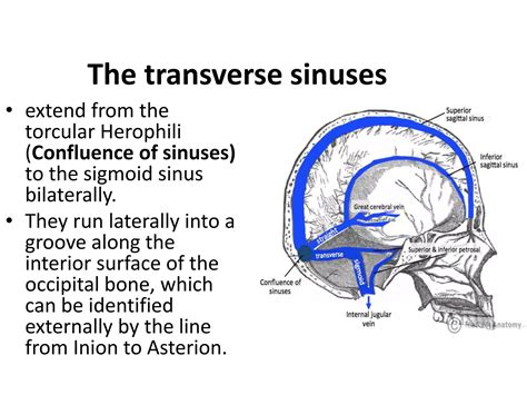 crainometric 2022.pptx