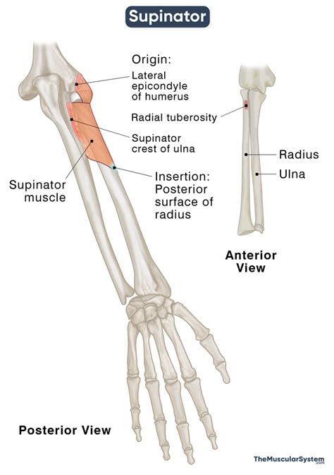 Image result for Supinator Muscle Function