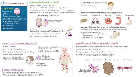 Immunology / Microbiology: Herpesviruses 5-8: Cytomegalovirus, others ...