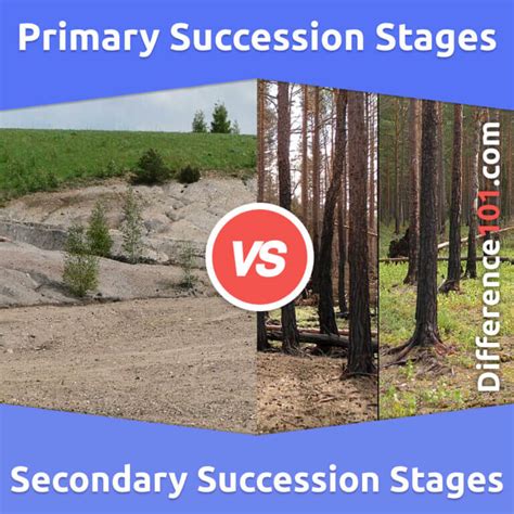 Primary Succession vs. Secondary Succession Stages: 6 Key Differences, Pros & Cons, Similarities ...