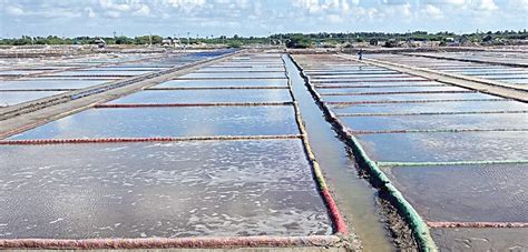 அடிக்கடி குறுக்கிடும் மழையால் வேதாரண்யத்தில் உப்பு உற்பத்தி கடுமையாக ...