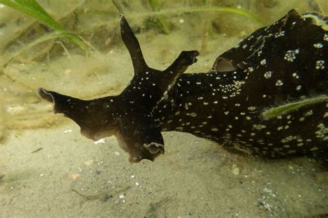Giant Sea Slug